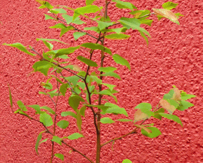 P1040758.gif