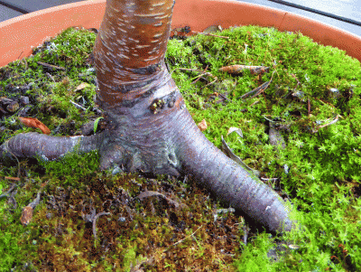 P1050104.gif