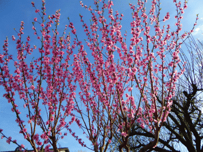 P1040205.gif