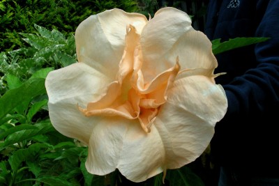 Apricot von unten.jpg