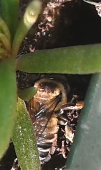 Erdbiene im Balkonkasten? Gut oder schlecht? · Tiere & Tierwelt · GREEN24  Pflanzen & Garten Forum