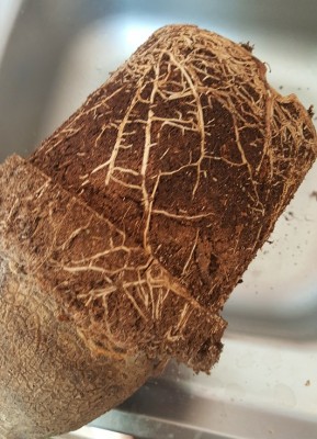 20170611_124205.jpg