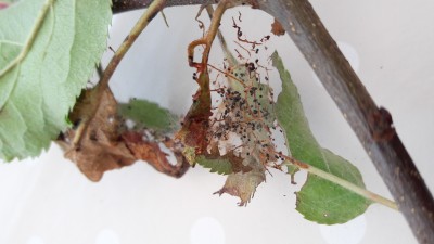 2017-06-11 12.50.47.jpg