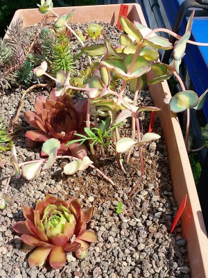 Sedum.jpg
