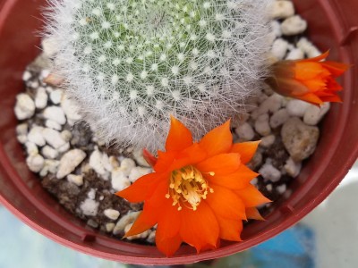 Rebutia muscula (1).jpg