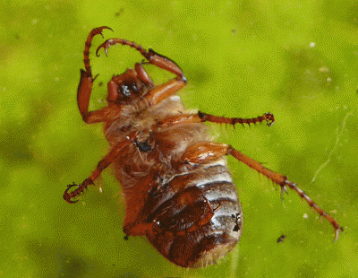 P1050275.gif