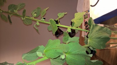 WP_20170616_21_40_02_Pro.jpg