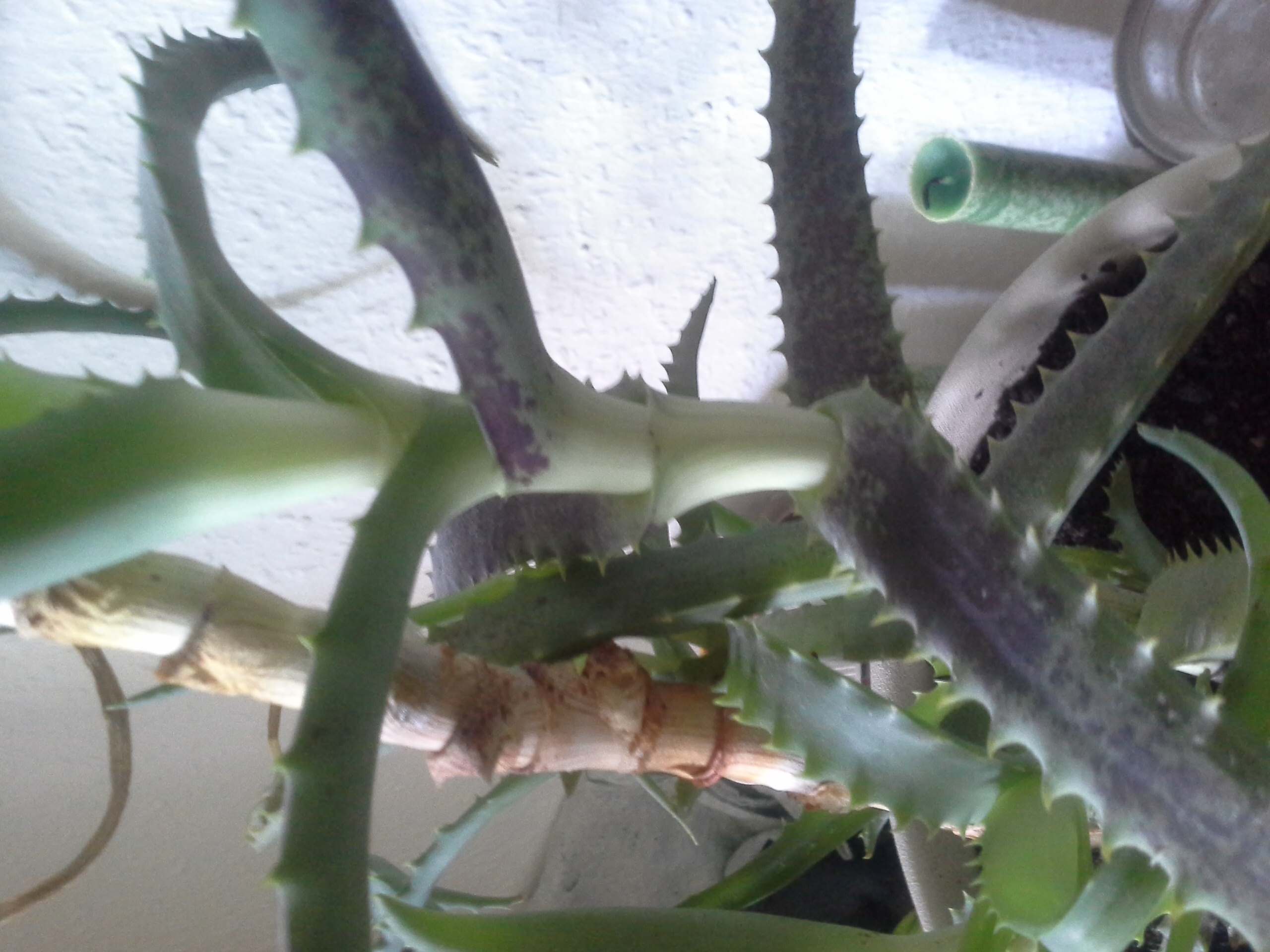 Schwarze Flecken Aloe Vera (?)  Pflanzenkrankheiten & Schdlinge  GREEN24  Pflanzen & Garten Forum