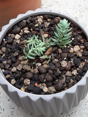 Sedum hispanicum2.jpg