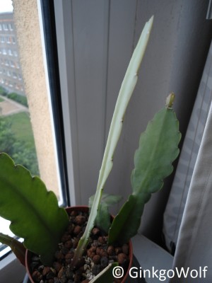 Epikakteen_2017_06_17 (1).JPG