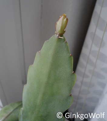 Epikakteen_2017_06_17 (2).JPG