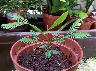 Acacia mangium.jpg