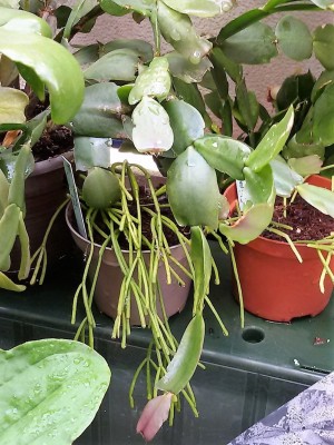 Rhipsalis (1).jpg