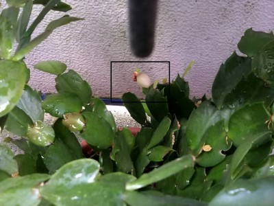 Schlumbergera Sharon.jpg