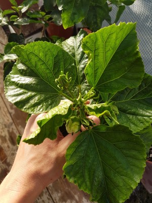 20170618_194318-1200x1600.jpg