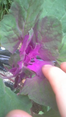 WhatsApp Image 2017-06-21 at 20.46.55 (1).jpeg