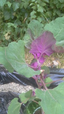 WhatsApp Image 2017-06-21 at 20.46.55.jpeg