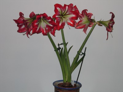 Tour nach Hebel, Amarillis 005.jpg