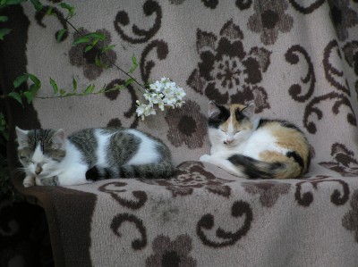Katzenbabies.JPG