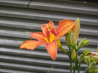 IMGP6030.JPG