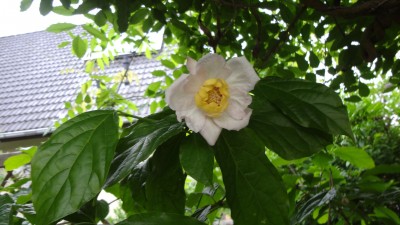 DSC07641.JPG