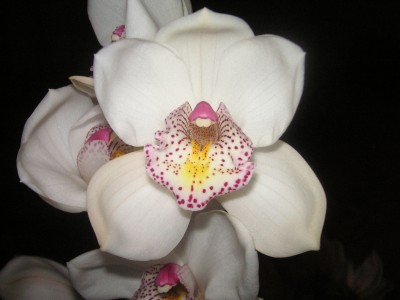 Cymbidium 006.JPG