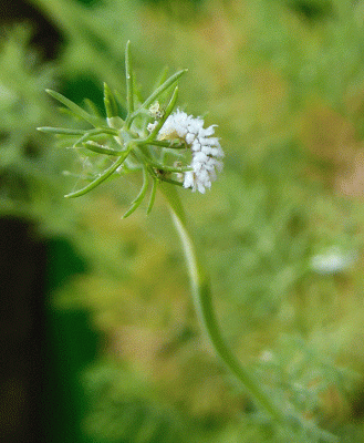 P1050340.gif