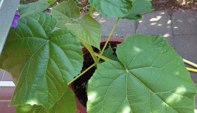 P1050375.gif