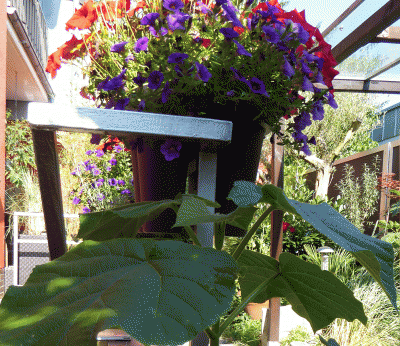 P1050376.gif