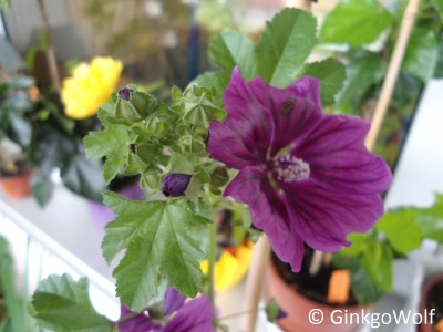 AW_Malva_2017_06_29 (2).JPG