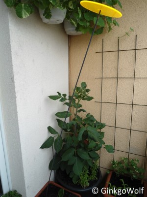 Dahlia_2017_06_29 (2).JPG