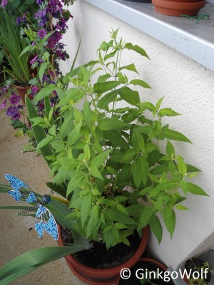 DSC01040.JPG