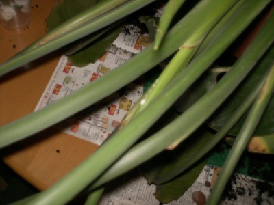PICT0007.JPG