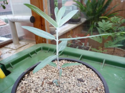 Eukalyptus.jpg