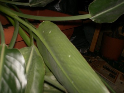 PICT0013.JPG