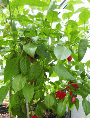 P1050389.gif