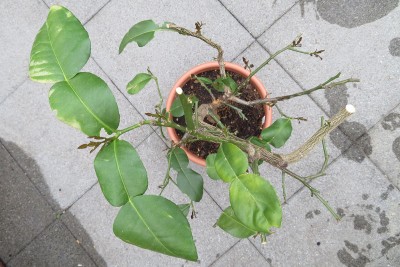 170529_citrus_hystrix.jpg