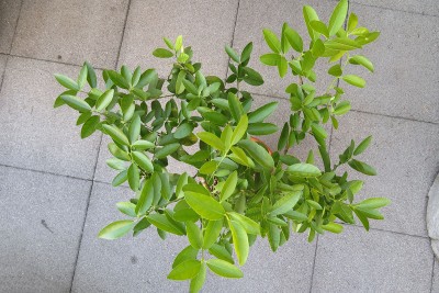 170704_citrus_floridana_eustis.jpg
