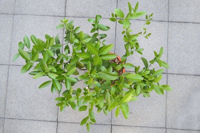 170619_citrus_floridana_eustis.jpg