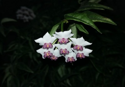 hoya-bella.jpg