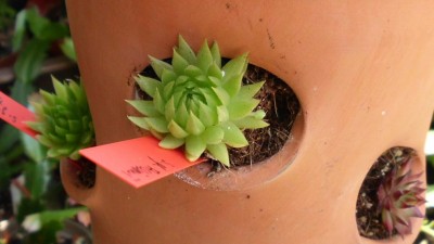 globiferum Blutrot und allioni.JPG