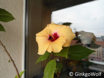 Hibiscus_2017_07_10 (1).JPG