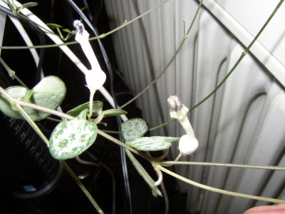 P1010041.JPG
