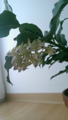 IMAG0910.jpg
