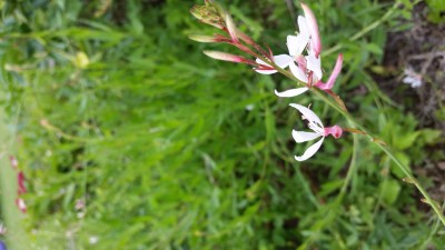 20170716_152027.jpg