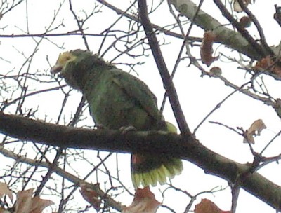 30.11.2007 bandidos.jpg