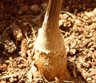 P1050465.gif