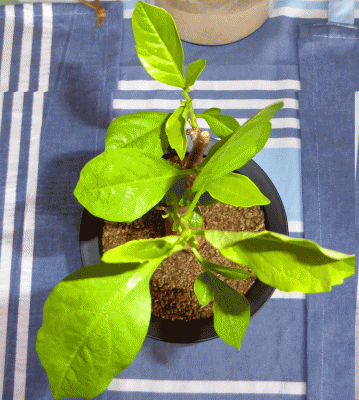 P1050469.gif