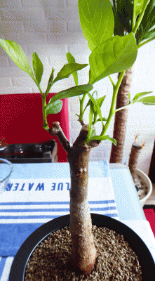 P1050471.gif
