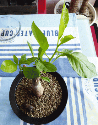 P1050473.gif